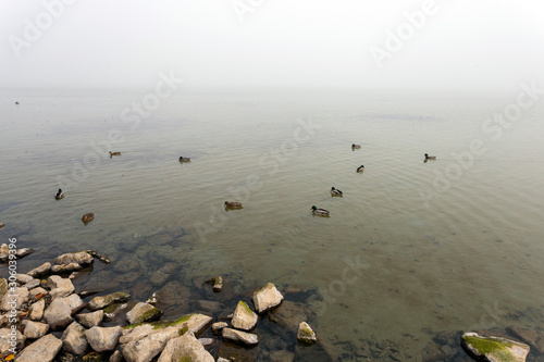 Ducks at lake Balaton