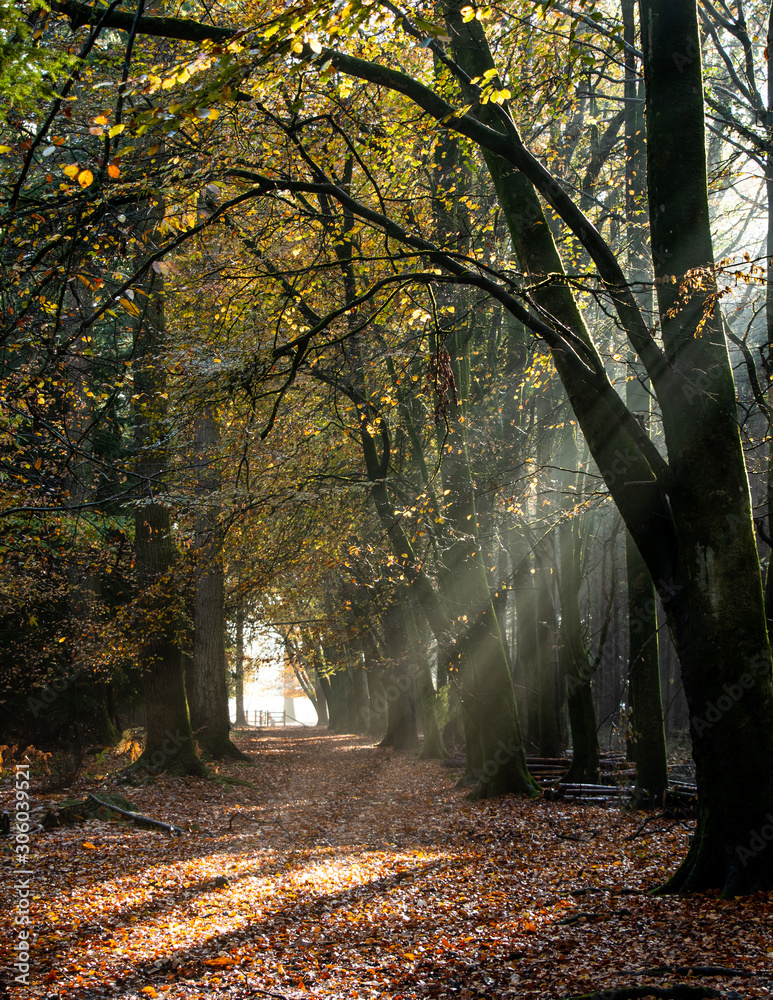 Sunbeams through forest in autumn