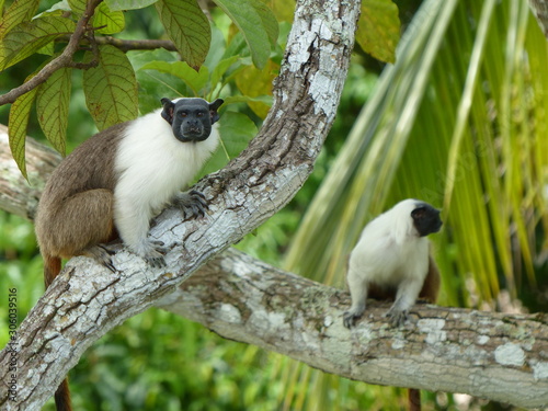  Pied tamarin (Saguinus bicolor) Cebidae family. Amazon rainforest, Brazil photo