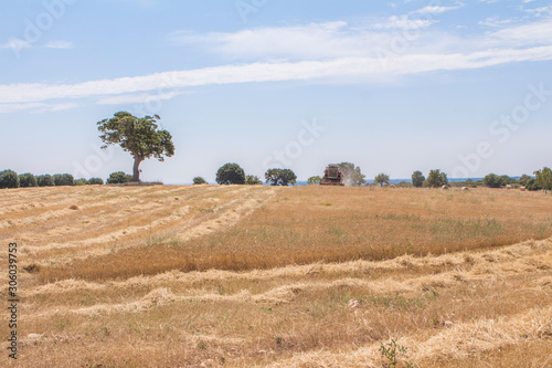 Wallpaper Mural La Trebbiatrice nel grano.....!!!! Torontodigital.ca