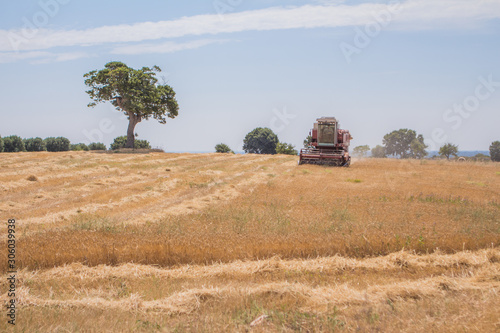 Wallpaper Mural La Trebbiatrice nel grano.....!!!! Torontodigital.ca