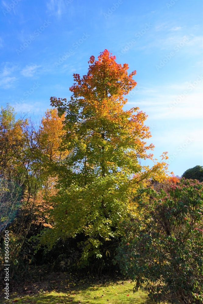 晴天で日光に照らされた、緑、黄色、オレンジ、赤とグラデーション綺麗に色づく紅葉の木