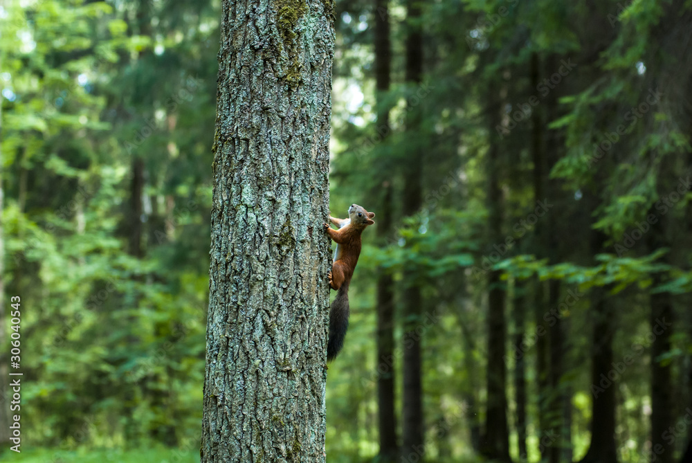 A small red squirrel with a fluffy tail climbs up a tree in a green park. A small red squirrel with a fluffy tail climbs up a tree in a green park.