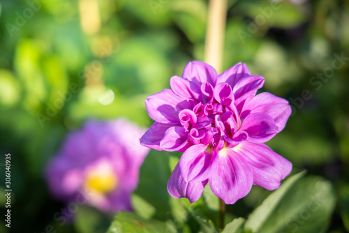 The background image of the colorful flowers