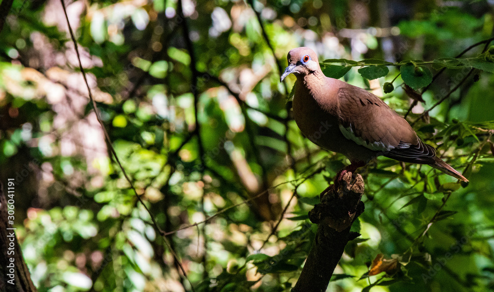 Aves Aves