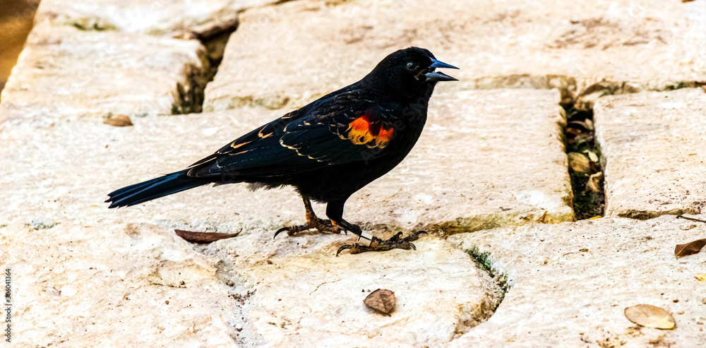 Aves Stock Photo Adobe Stock