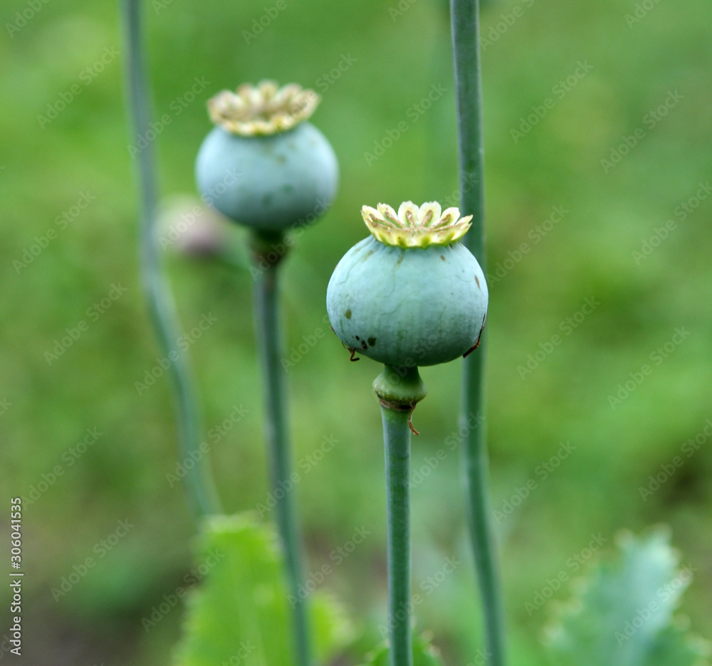 In the garden grows a poppy with green heads In the garden grows a poppy with green heads