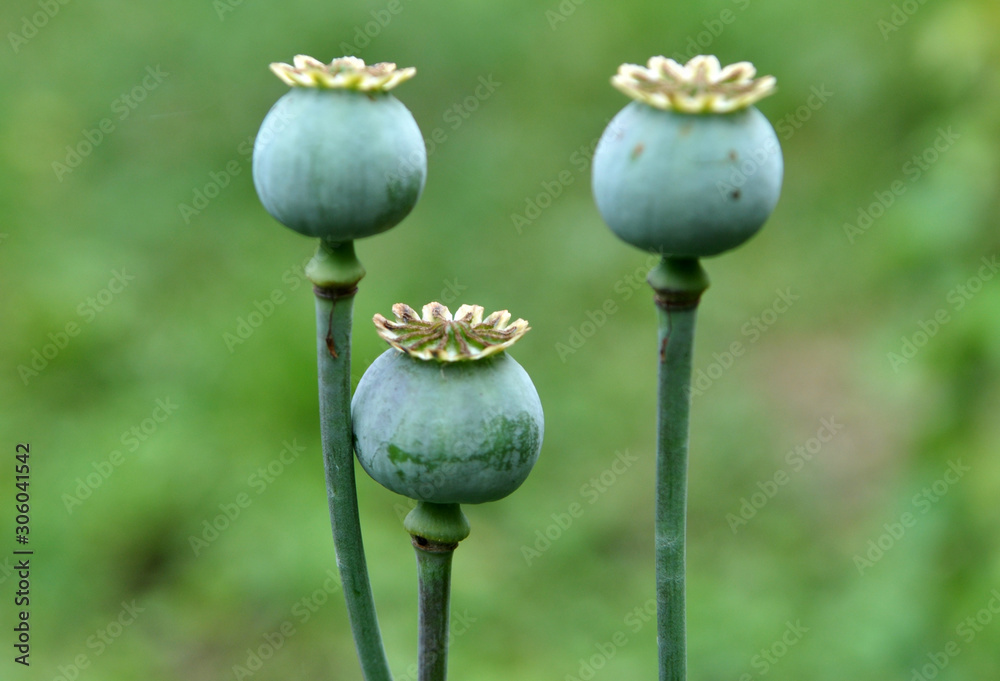 In the garden grows a poppy with green heads In the garden grows a poppy with green heads