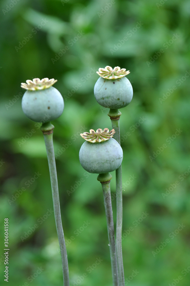 In the garden grows a poppy with green heads In the garden grows a poppy with green heads