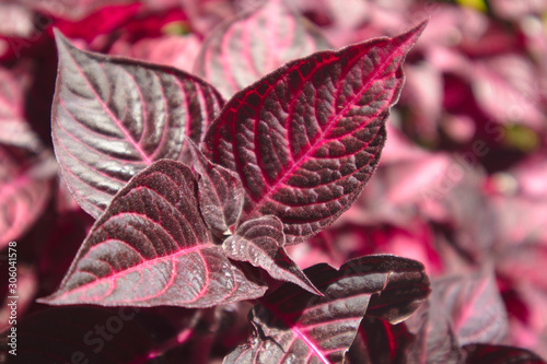 Close-up of some Bloodleaf leaves (Iresine herbstii 'Acuminata')