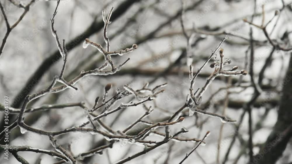 Close Up of Freezing Rain on Branches. Ice Formation. A bit of Wind. Close Up of Freezing Rain on Branches. Ice Formation. A bit of Wind.
