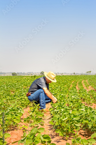 Foto Agronomist inspects soybean crop in agricultural field - Agro concept - farmer i