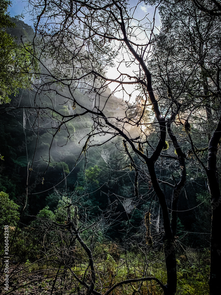 eerie trees in fog With Spider Webs in Tarkine region Tasmania eerie trees in fog With Spider Webs in Tarkine region Tasmania