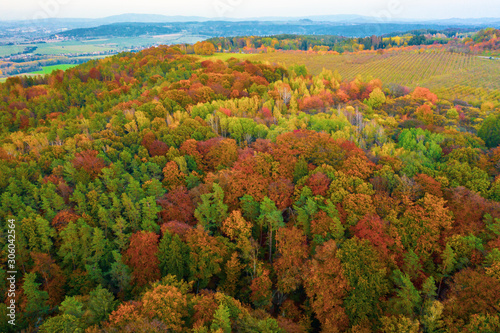Autumn gold color forest aerial view at sunset.