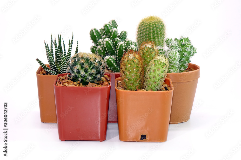 Group of Cactus in pot isolated on white background. Potted ornamental plants for absorb electromagnetic radiation from computer in office. Careless and simple care ornamental potted plants.