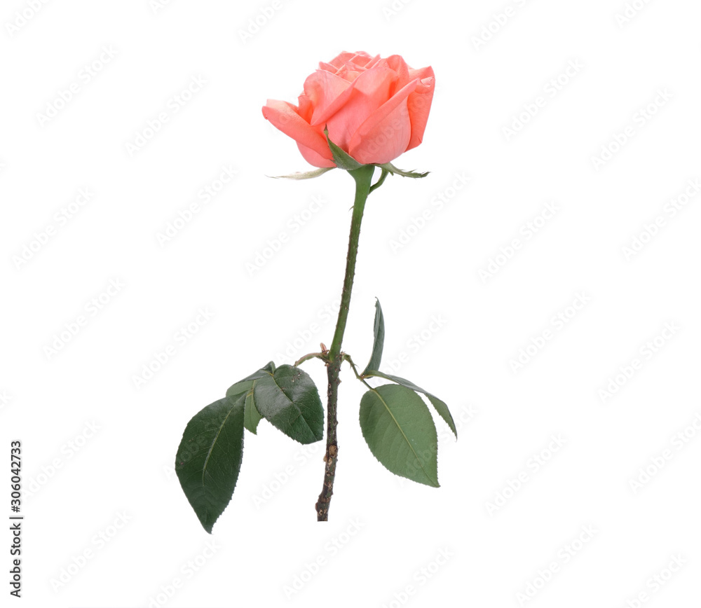 Pink (Old rose color) rose with green leaves Isolated on white background. Pink (Old rose color) rose with green leaves Isolated on white background.