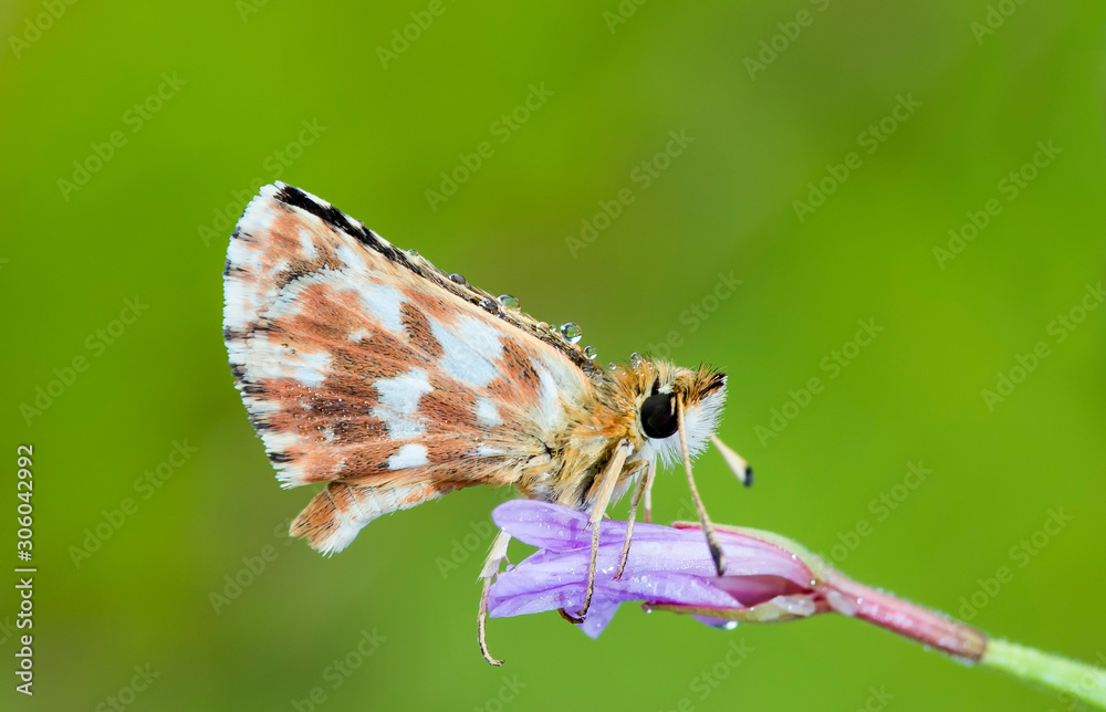 Fototapeta premium butterfly with water drops at sunrise in Extremadura