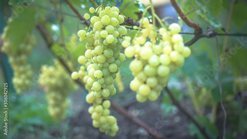 Wallpaper Mural Bunch of grapes on vine insunshine. winegrowers grapes on vine. green wine. Harvest concept. Ingredients for production of wine. Home winemaking. Agribusiness. fresh fruits, Macro Torontodigital.ca