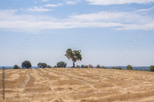 Wallpaper Mural La Trebbiatrice nel grano.....!!!! Torontodigital.ca