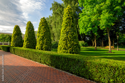 Photography a park with boxwood hedge and evergreen thuja and tall arborvitae trees with clouds in the sky on sunny summer day
