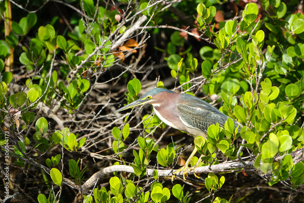 Green Heron in Shark Valley Everglades National Park Green Heron in Shark Valley Everglades National Park