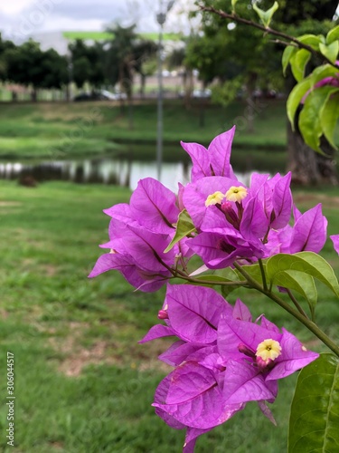 flowers in the garden
