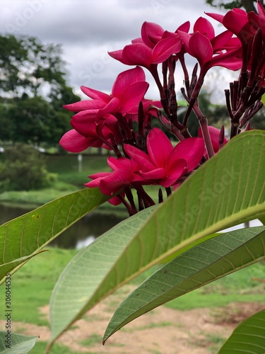 red flowers in the garden