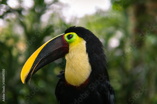 colorful toucan, bird of paradise