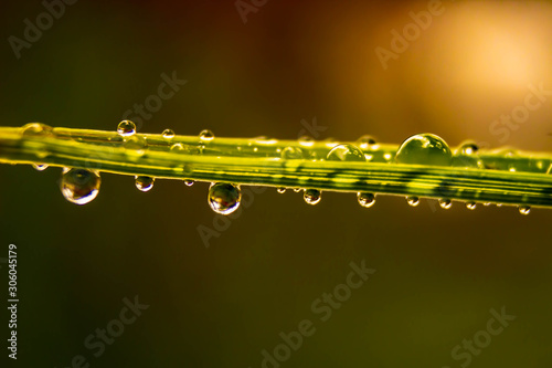 Water droplets on grass yellow background