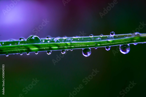 Water droplets on grass purple background