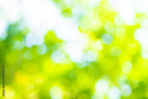 Abstract blurred green tree leaf forest with sun beam