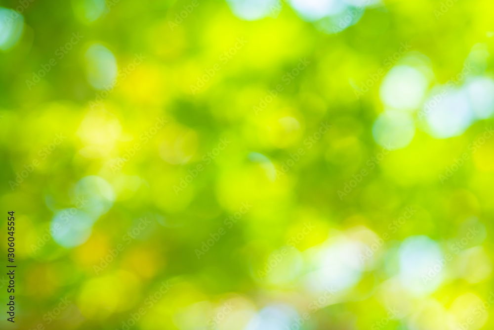 Abstract blurred green tree leaf forest with sun beam Abstract blurred green tree leaf forest with sun beam