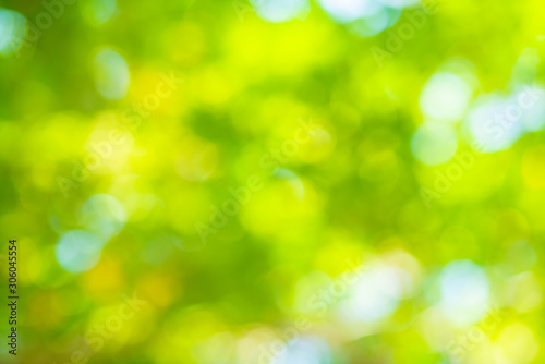 Abstract blurred green tree leaf forest with sun beam