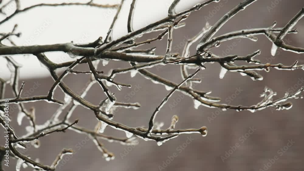 Close Up Abundant Freezing Rain on the Branches. Ice Formation. A Little Windy. Close Up Abundant Freezing Rain on the Branches. Ice Formation. A Little Windy.