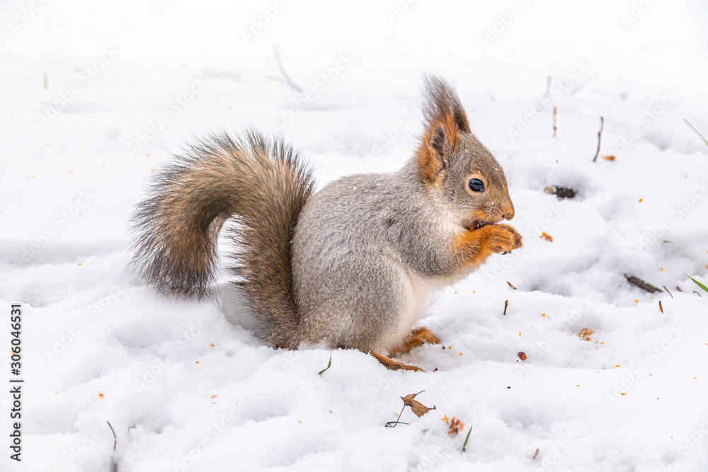 The squirrel sits on white snow The squirrel sits on white snow