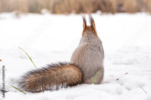 A rear view of a squirrel in grey winter coat against the snow background. The magnificent tail of a squirrel. photo