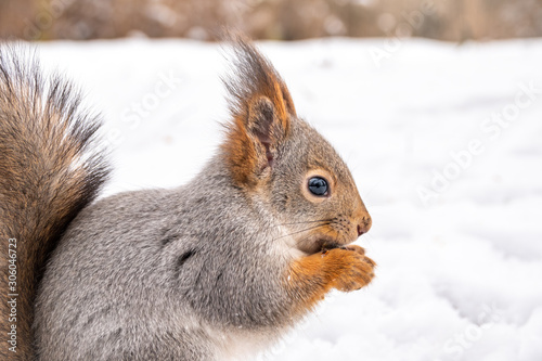 A squirrel sits on the white snow, close-up.