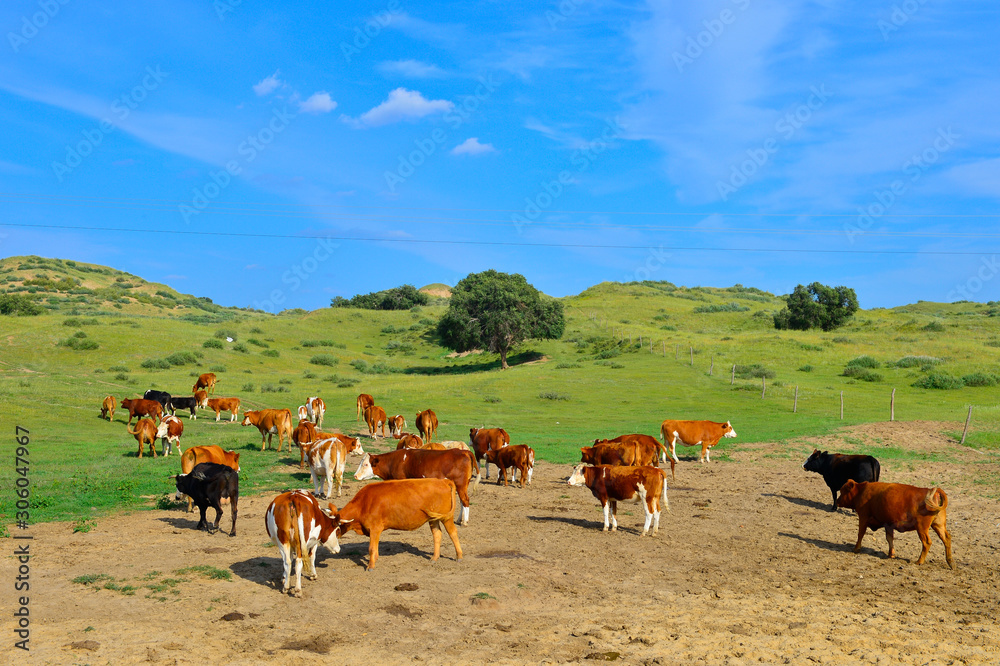 Obraz premium Cattle herd of the grasslands