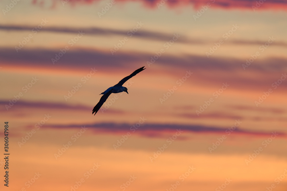 Basstölpel fliegt bei Abenddämmerung vor Wolkenbank