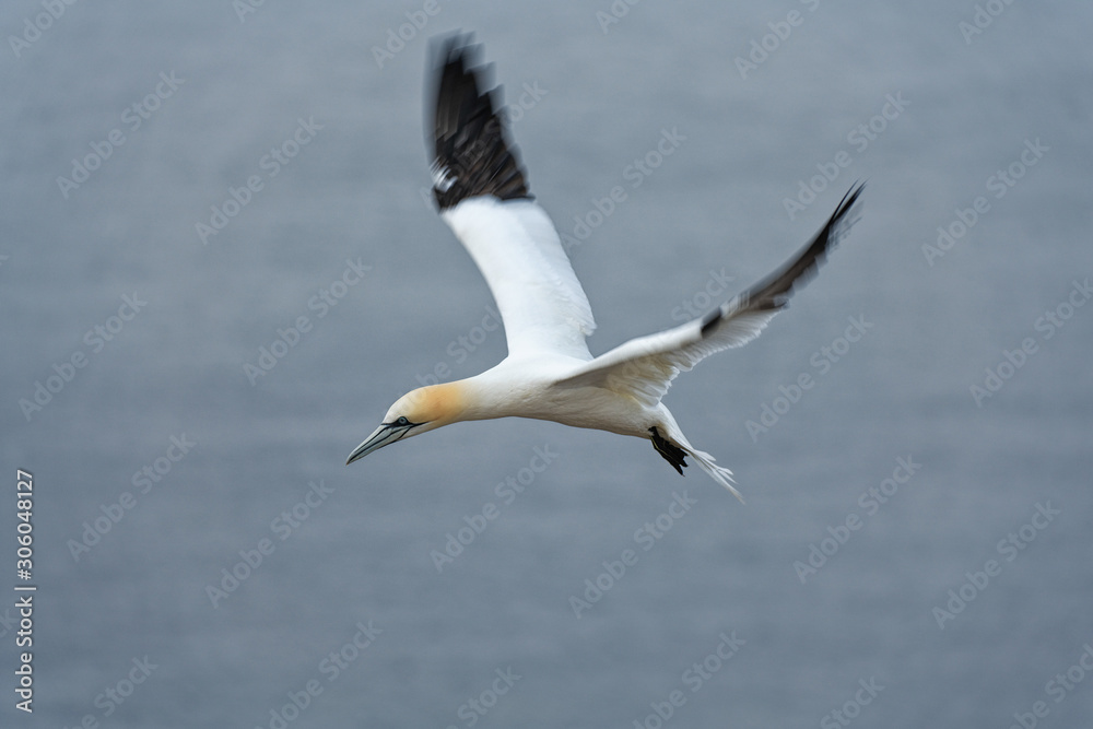 Basstölpel im Flug überm Meer bei Helgoland Basstölpel im Flug überm Meer bei Helgoland