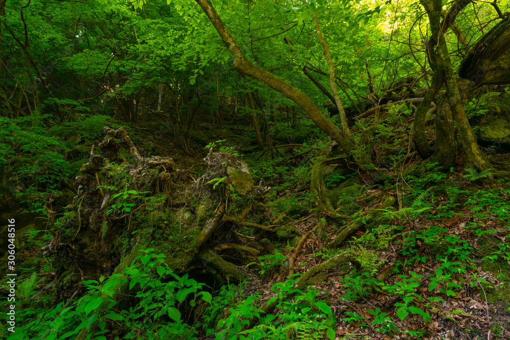 Ojiragawa Valley