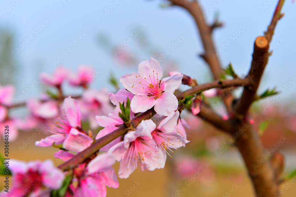In full bloom in the peach blossom In full bloom in the peach blossom