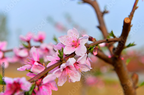 In full bloom in the peach blossom