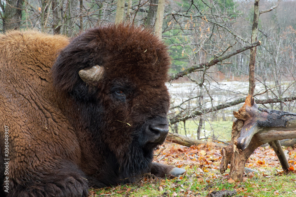 A lone bison in a winter scene
