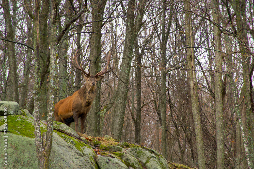 Fototapeta premium A lone elk in the woods