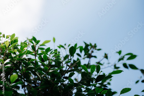 A tree with small leaves with a bright sky