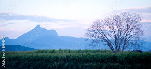 Morning silhouette of Mount Warning behind sugar cane -  New South Wales Australia 