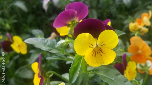 Closeup view of colorful flowers with green leaves in the background