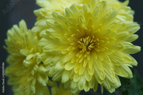 Closeup view of lovely yellow flower against a green leaves background