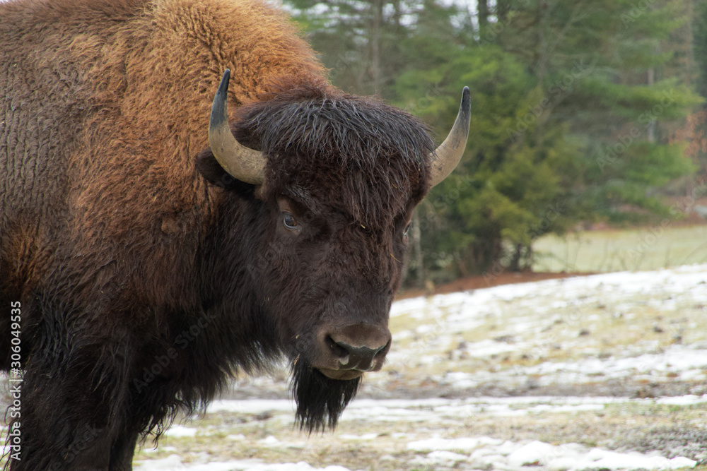 A lone bison in a winter scene